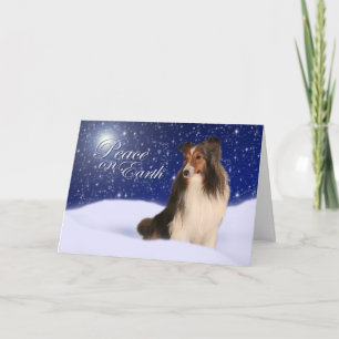 Snow Sheltie Holiday Card