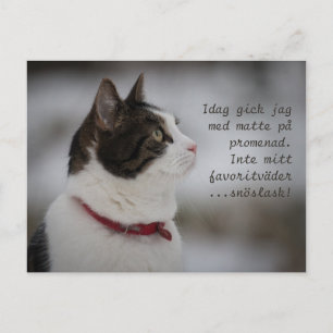 Snow Slush CC0381 Cat Thoughts Postcard