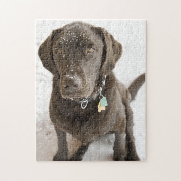 chocolate lab puzzles