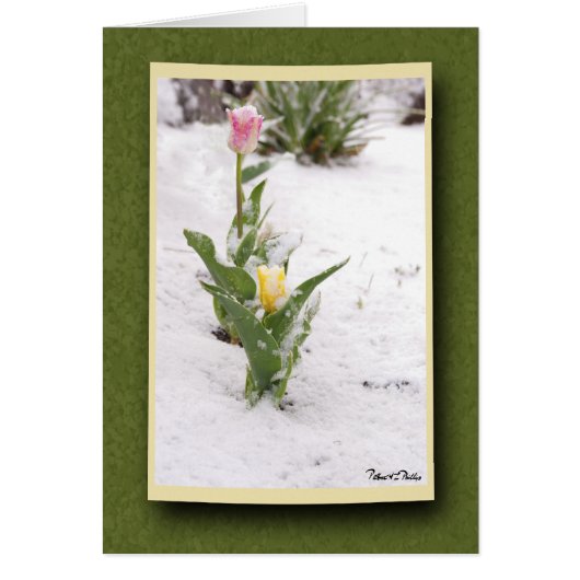 Snow Sprinkled Pink and Yellow Tulips Cards (Front)