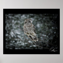 Snow Storm Barred Owl Poster