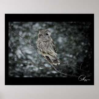 Snow Storm Barred Owl Poster