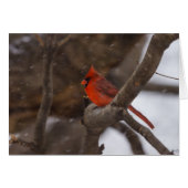 Snow Storm Cardinal (Front Horizontal)