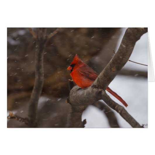 Snow Storm Cardinal Cards (Front Horizontal)