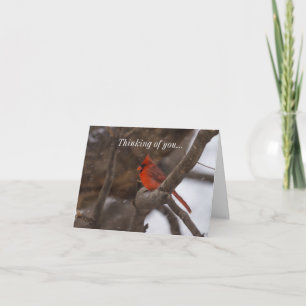 Snow Storm Cardinal Thinking Of You Card