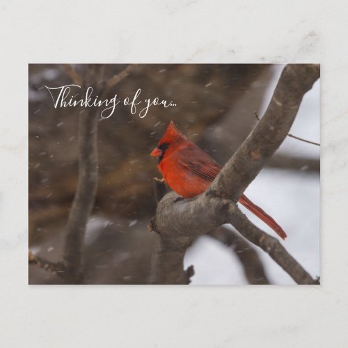 Snow Storm Cardinal Thinking Of You Postcard