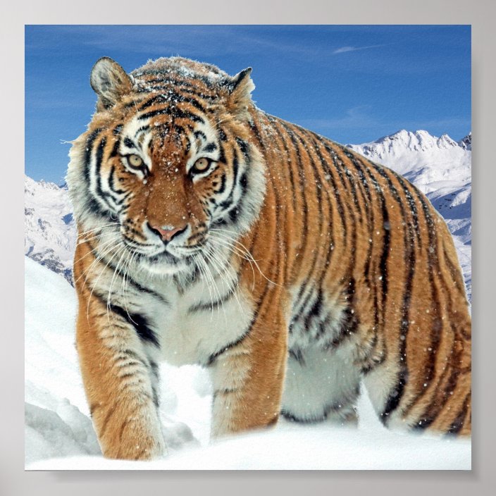 Snow Tiger Mountains Nature Winter Photo Poster | Zazzle.com