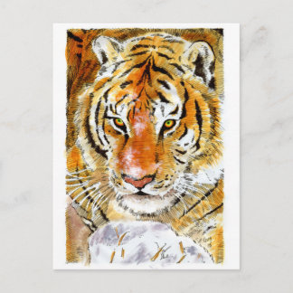 Snow Tiger Postcard