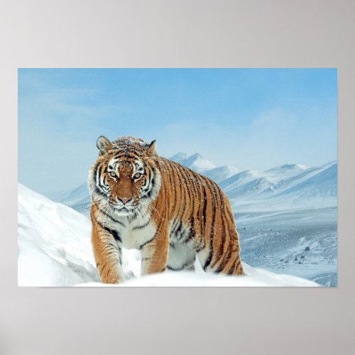 Snow Tiger Winter Nature Photo Mountains Poster