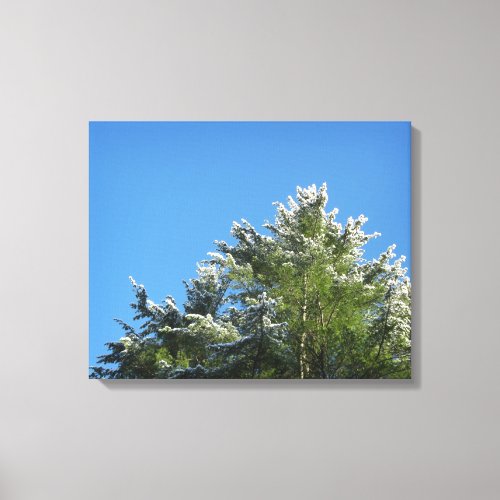 Snow_tipped Pine Tree on Blue Sky Canvas Print