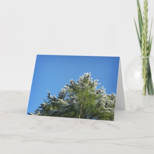 Snow_tipped Pine Tree on Blue Sky Card
