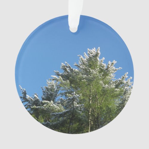 Snow_tipped Pine Tree on Blue Sky Ornament