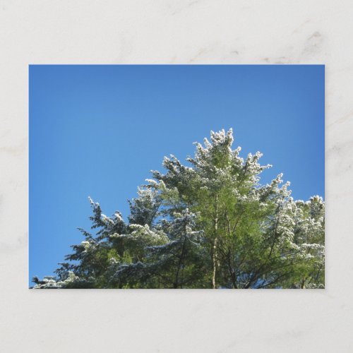 Snow_tipped Pine Tree on Blue Sky Postcard