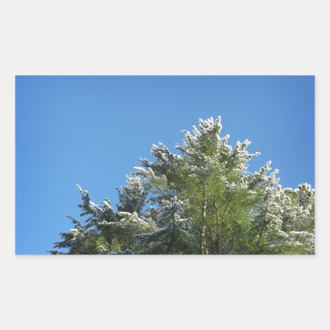 Snow-tipped Pine Tree on Blue Sky Rectangular Sticker (Front)
