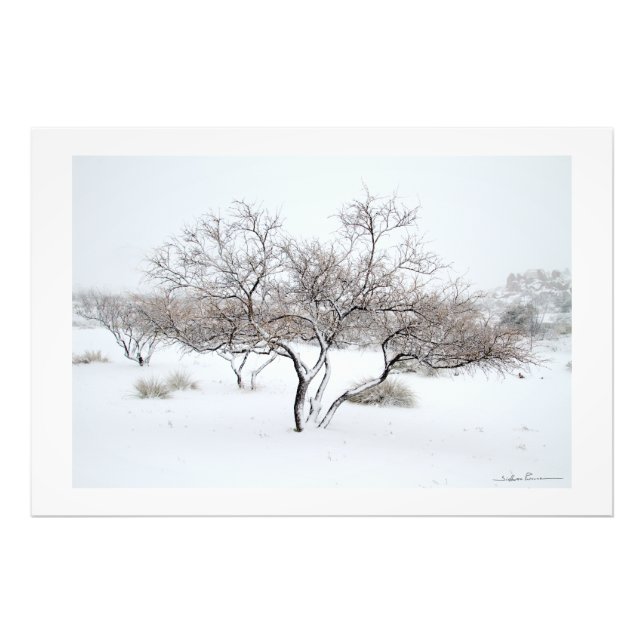 Snow Tree by Sidharta Pascual Photo Print (Front)