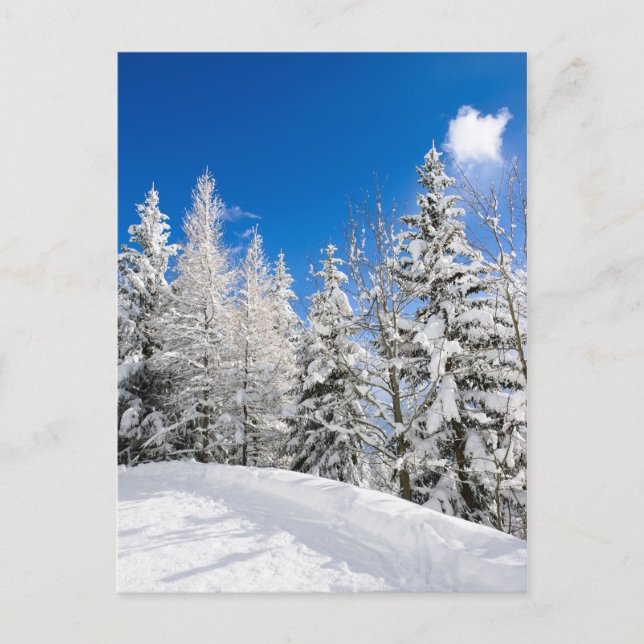 Snow trees under a clear blue sky postcard (Front)