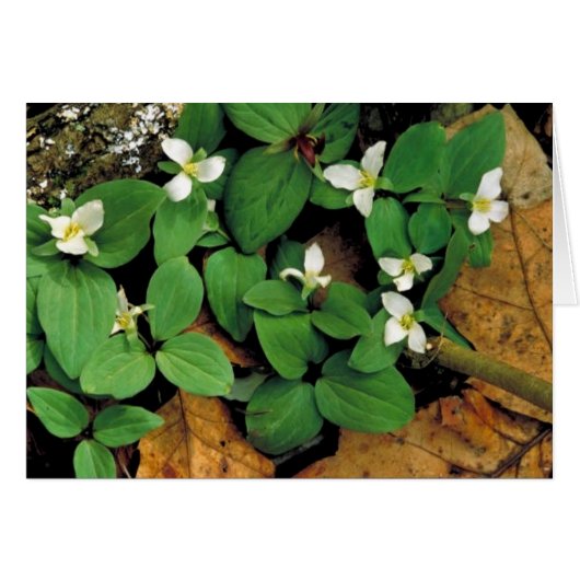 Snow trillium cards (Front Horizontal)
