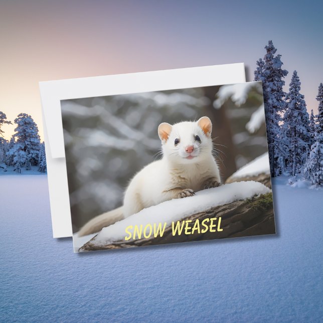 Snow Weasel laying on rock Postcard (Creator Uploaded)