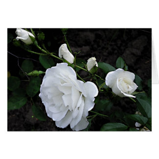 Snow White Rose