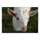 Snow White The Goat (Front Horizontal)