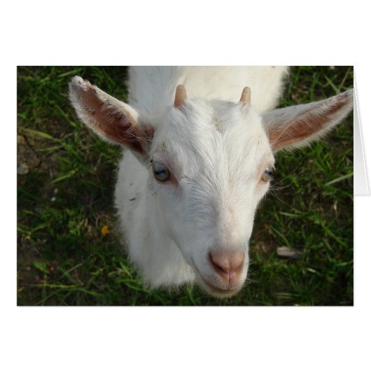 Snow White The Goat (Front Horizontal)