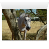 Snow White The Horse,_ (Inside Horizontal (Bottom))