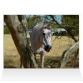 Snow White The Horse,_ (Inside Horizontal (Top))