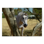 Snow White The Horse,_ (Front Horizontal)