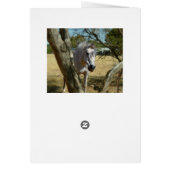 Snow White The Horse,_ (Back)