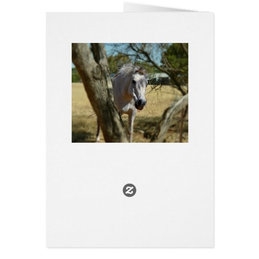 Snow White The Horse,_ (Back)