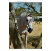 Snow White The Horse,_ (Front)