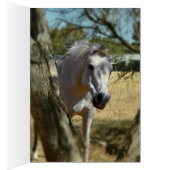 Snow White The Horse,_ (Inside (Right))