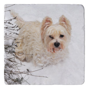 Snow White Westie Dog Photo Stone Trivet