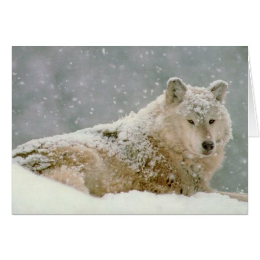 Snow wolf (Front Horizontal)