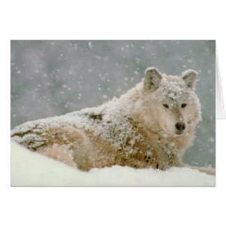 Snow wolf cards