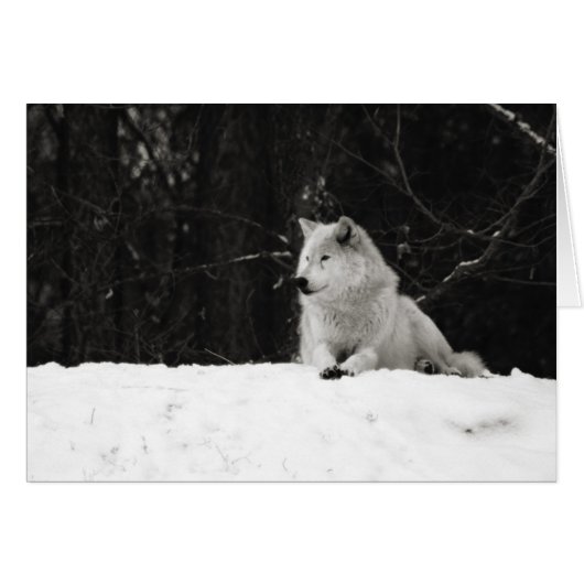 Snow Wolf Cards (Front Horizontal)