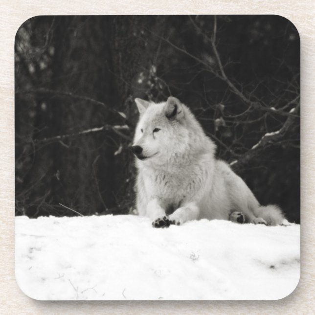 Snow Wolf Drink Coaster (Front)