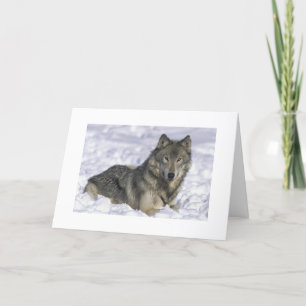Snow Wolf Nature Wildlife Photo Holiday Christmas Card