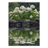 Snowball Bush Hydrangea (Front)