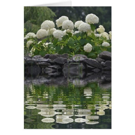 Snowball Bush Hydrangea Cards (Front)