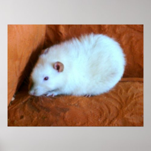 Snowball Rat Poster