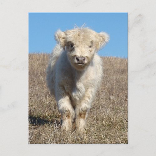 Snowball the Highland calf Postcard