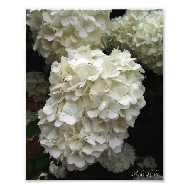 Snowball Tree Photo Print (Front)