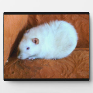 Snowball White Rat Plaque