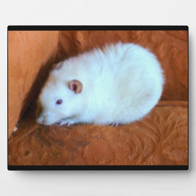 Snowball White Rat Plaque (Front)