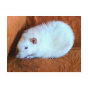 Snowball White Rat Postcard