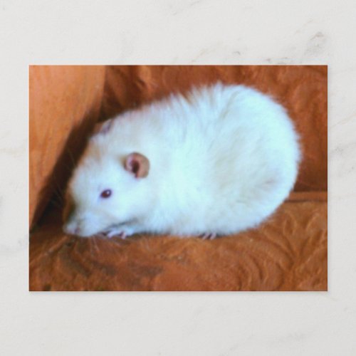 Snowball White Rat Postcard