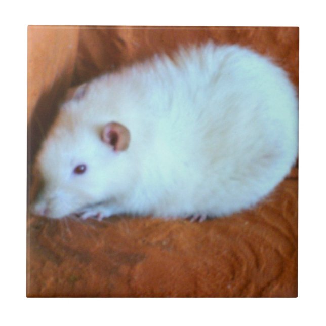 Snowball White Rat Tile (Front)
