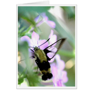 Snowberry Clearwing Hummingbird Moth Cards