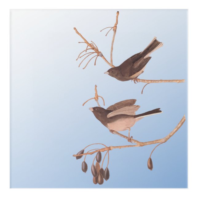 Snowbirds on a Bare Winter Branch Acrylic Print (Front)
